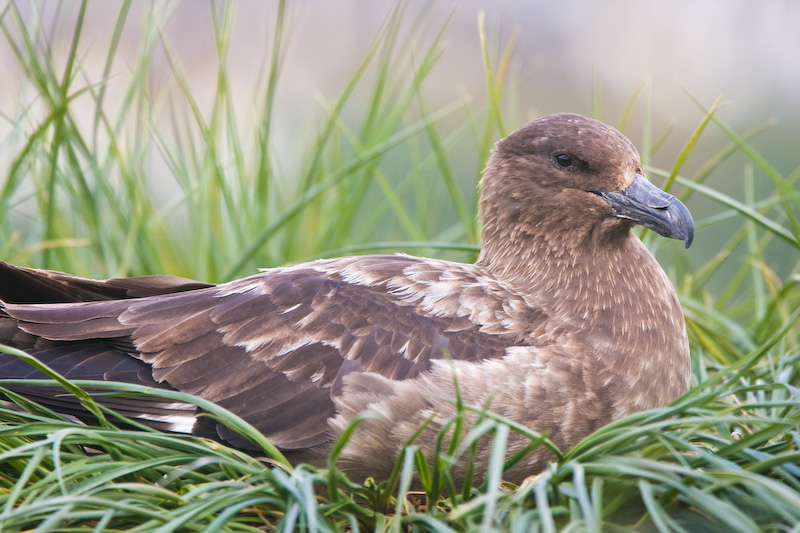 Brown Skua On Nest